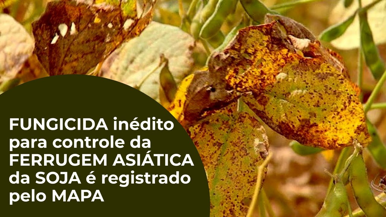 FUNGICIDA inédito para controle da FERRUGEM ASIÁTICA da SOJA é registrado pelo MAPA