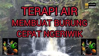 Download lagu TERAPI AIR, TERAPI BURUNG ANIS MERAH MALAS BUNYI JADI NGERIWIK. mp3 Download lagu TERAPI AIR, TERAPI BURUNG ANIS MERAH MALAS BUNYI JADI NGERIWIK. mp3