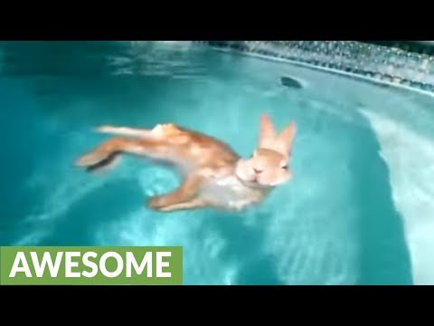 , title : 'Super relaxed bunny rabbit floats in the pool'