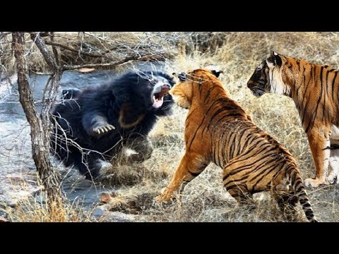 दो खतरनाक बाघों से कैसे बचा एक भालू How a bear is saved from two dangerous tigers