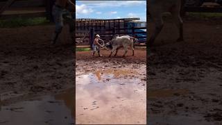 Tentando colocar o boi valente no tronco