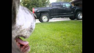 It's All Over Gently by Stephen Malkmus and the Jicks