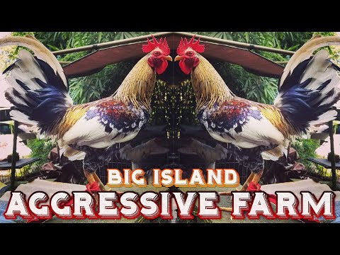 Beautiful Birds AGGRESSIVE FARM HAWAII