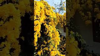 poo poothu| cats claw creepers | kavuparampil tharavaadu|