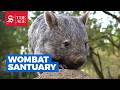 Wombat Woman Australia