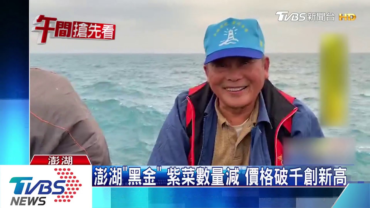 暖冬衝擊！澎湖野生紫菜首摘採　數量減