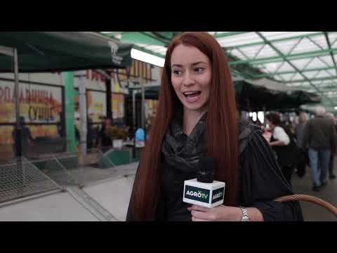 Ceger ep.62 - Pijaca Zeleni Venac - 30.10.2019.