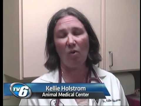 Pets can get heat stroke