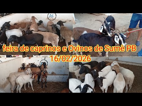 Goat and Sheep Fair in Sumé, PB, 16/02/2026