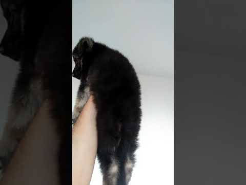 Best Show German Shepard puppy For 8000/-in Jaipur 7891168827 8503018584