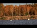 The whooper swan Finland's national bird ...