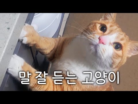 집사 말 알아듣는 귀여운 고양이