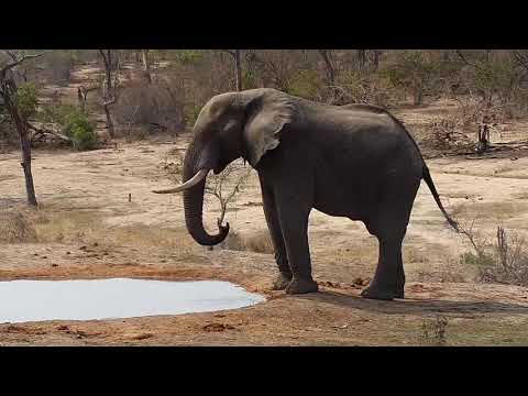 Djuma: Elephants, Hippo SB Stork, Warthogs and Impalas - 14:07 - 10/24/19