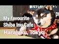 My Favourite Dog Cafe in Harajuku, Japan