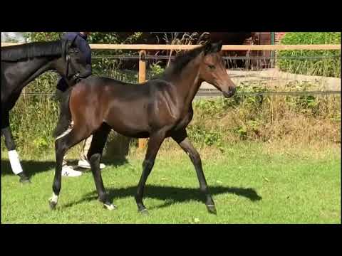 Rosenstolz (+ Bon Royal) + filly foal:MANO x KAISER BONAPARTE