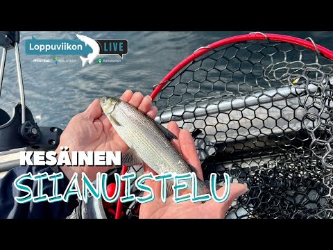 Kesäinen siianuistelu | Loppuviikon LivE