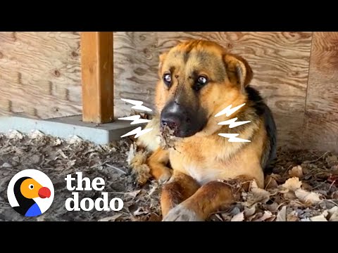 Dog Stuck Under Deck With Porcupine Quills On His Face Looks So Different Now | The Dodo