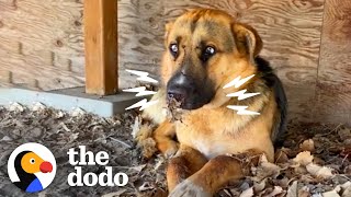 Dog Stuck Under Deck With Porcupine Quills On His Face Looks So Different Now | The Dodo by The Dodo