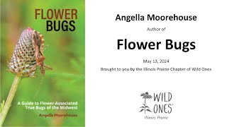 Plant Bugs -- Presented by Angella Moorehouse