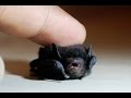 Tiny Baby BAT Rescue - M13