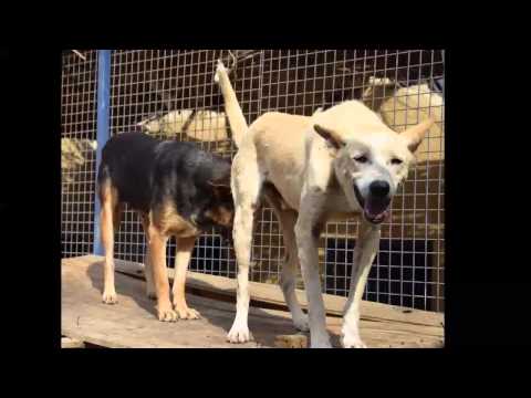 ESMA 17 04 2015 Dogs