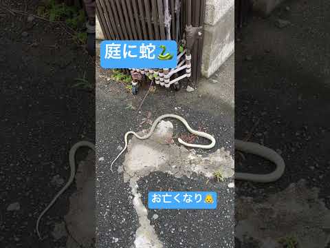 ヘビは生物多様性にとって重要です ヘビに対して漂白剤を使用してください はい いいえ 庭師