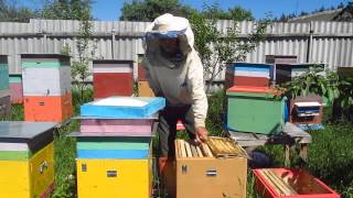 Смотреть онлайн Искусственный вывод пчелиных маток