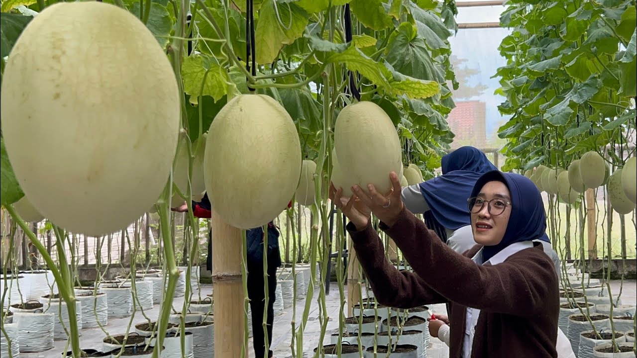 Bukan Melon Pasaran, Kebun Ubai di Parakan Trenggalek Jadi Buruan Pecinta Buah Segar