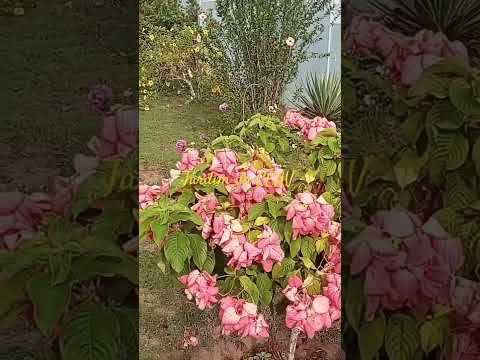 Jardim do Colégio Estadual Assis Valente em Teodoro Sampaio, Bahia. Muitas flores e rosas...
