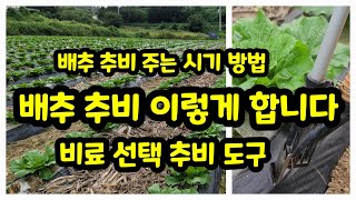 배추 추비 1차 비료 선택 주는 방법 유니 칼슘 [배추재배방법]