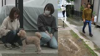 トイプードル　人に吠えるを何とかする！ビヘイビアリズム