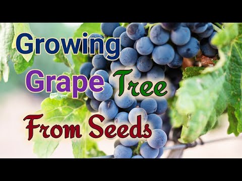 How to Grow Grape Plants from Seeds