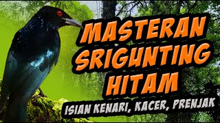 Download lagu masteran burung srigunting hitam full isian dan suasana  hutan tropis bali. Dicrurus macrocercus mp3