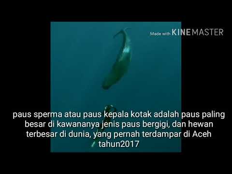 JENIS PAUS TERBESAR DI DUNIA YANG TERDAMPAR DI ACEH