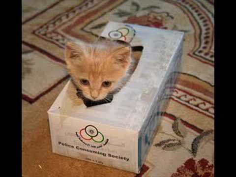 Sweet Little Kitten