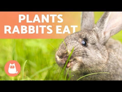 YouTube video about: Can rabbits eat nasturtiums?