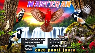 Download lagu Dijamin Mental Juara | MASTERAN UNTUK MURAI BATU, CUCAK HIJAU, KACER, CENDET, TLEDEKAN, ANIS MERAH mp3