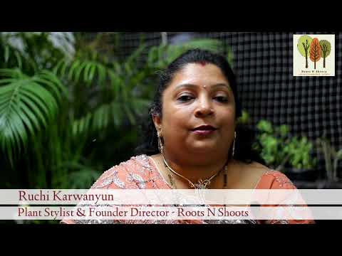 Plant Caring Tips | Pamper your plant with a spa day