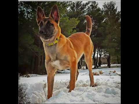 Anubis Cadaver Detection