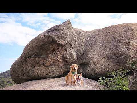 33. Petrified Creatures, Beasts and Giants 