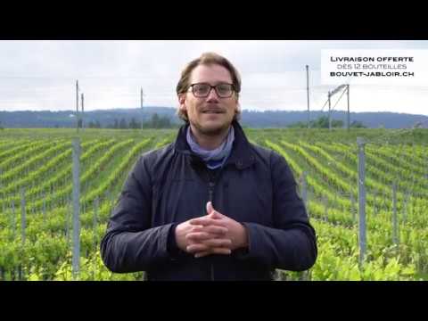 Découvrez une nouvelle étape de la culture de nos vignes avec cette fois-ci, l'ébourgeonnage au Domaine Bouvet-Jabloir!