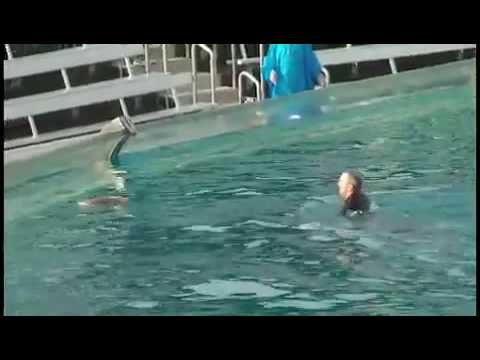 Sea World, Shamu kills trainer VIDEO!