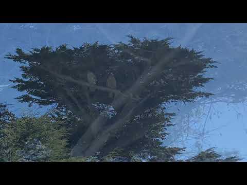 Valentines Hawk Couple