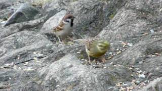 preview picture of video 'A yellowhammer and a tree sparrow'