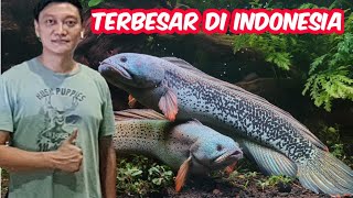 Download lagu PERTAMA DI INDONESIA - CHANNA BARCA GENDONG TELUR mp3