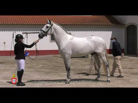 4 Nobre da Caniceira por Raquel Branco