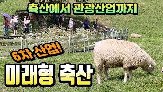축산에서 관광까지, 6차 산업을 이끄는 미래형 축산 / YTN 사이언스