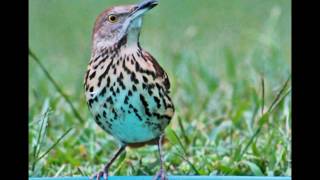 The Pines - "Goin' Home"