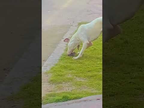 JERRY PLAYING WITH DOG FOR SAVING LIFE. #foryou #shortvideo #subscribe #pets #dog #rat