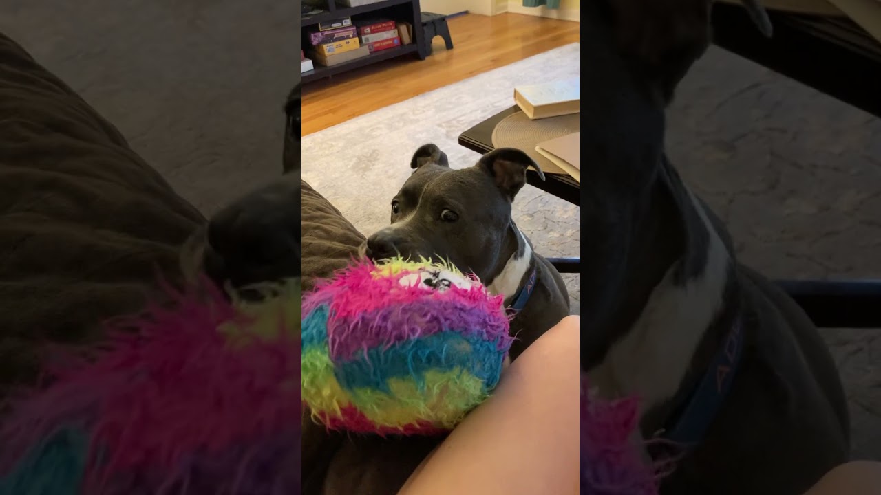 Hattie, a Adoptable mixed breed in Chicago, IL video 6/6